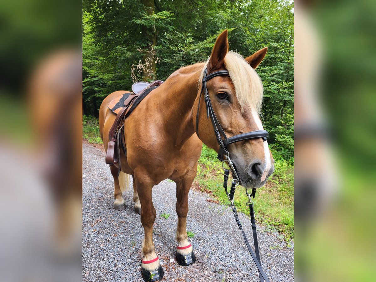 Noriker Jument 19 Ans 158 cm Alezan brûlé in St.Blasien