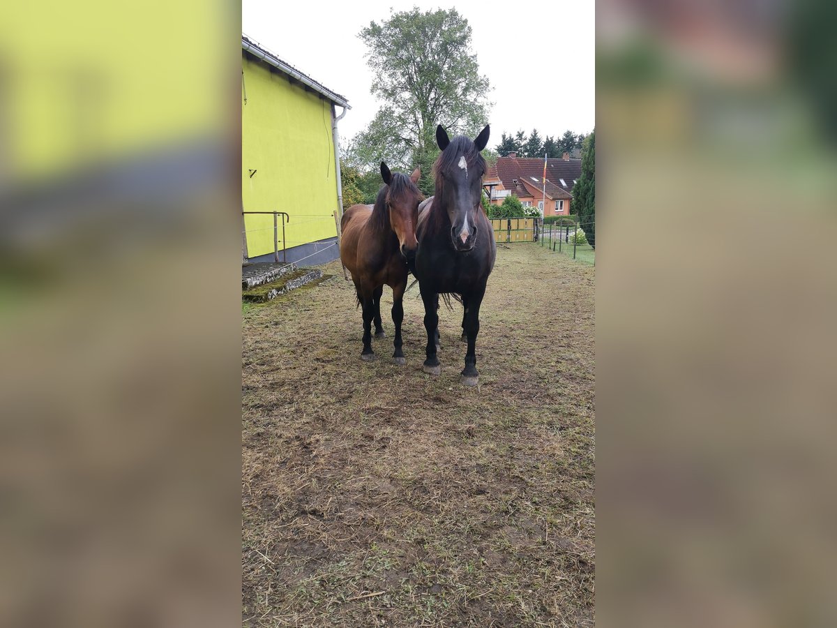 Noriker Jument 1 Année Bai in Diestelow