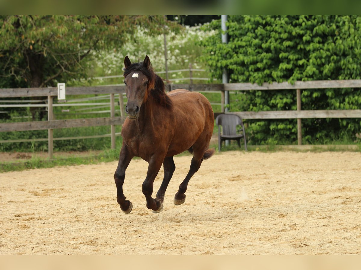 Noriker Jument 2 Ans 163 cm Noir in Waldshut-Tiengen