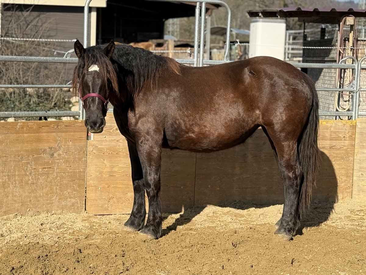 Noriker Jument 2 Ans 163 cm Noir in Waldshut-Tiengen