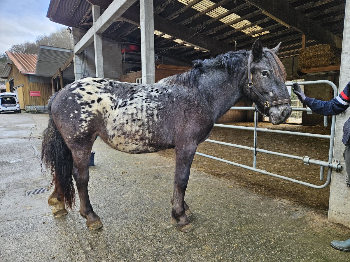 Noriker Jument 2 Ans in Küssaberg