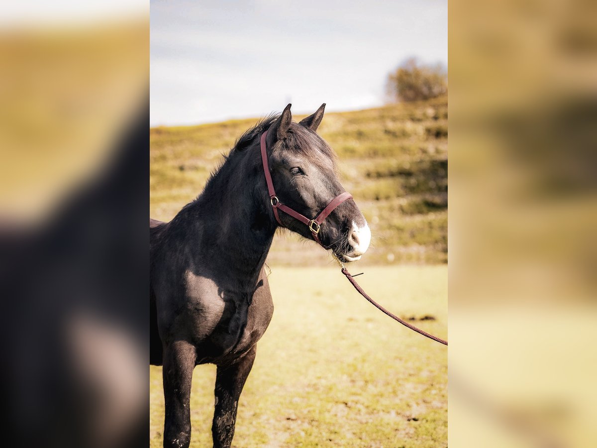 Noriker Jument 3 Ans 158 cm Bai brun in Kraiburg am Inn