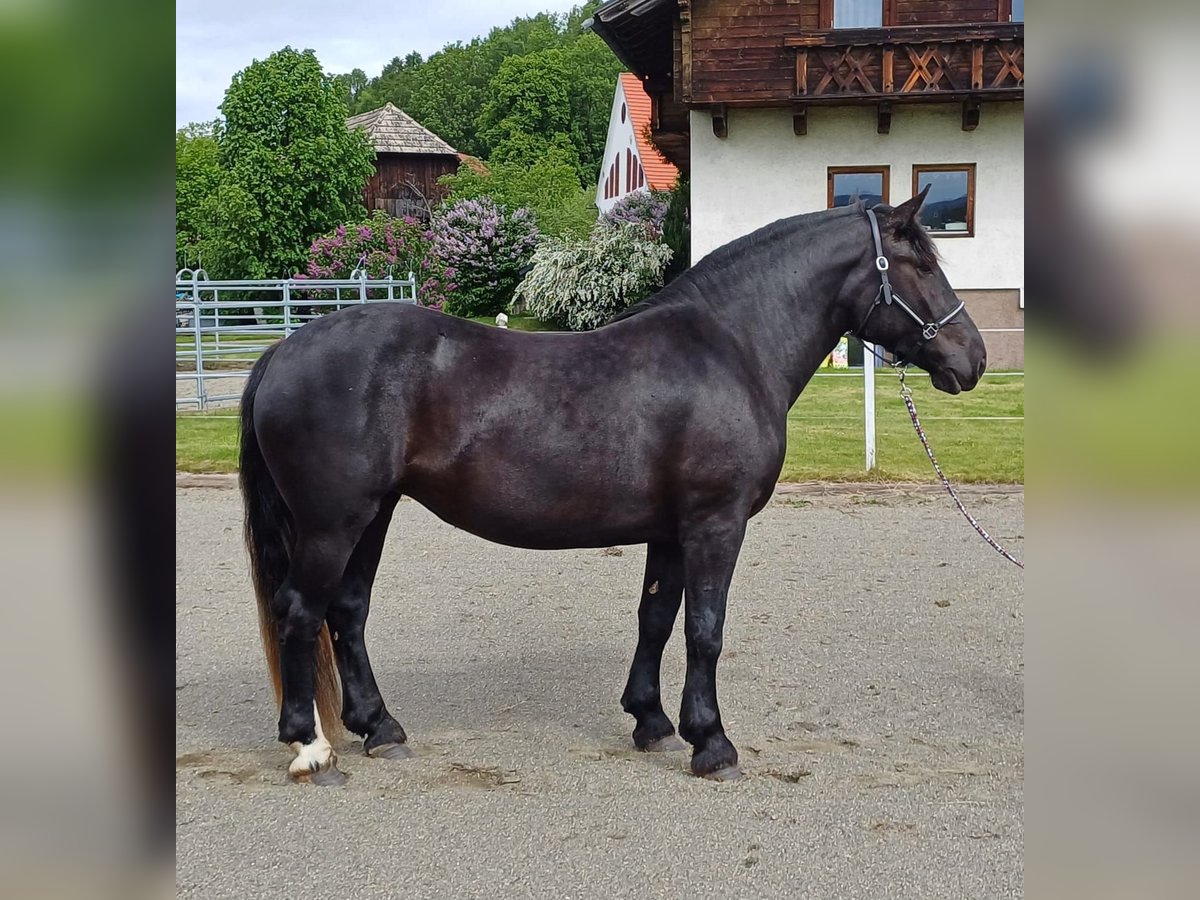 Noriker Jument 3 Ans 158 cm Noir in Neumarkt