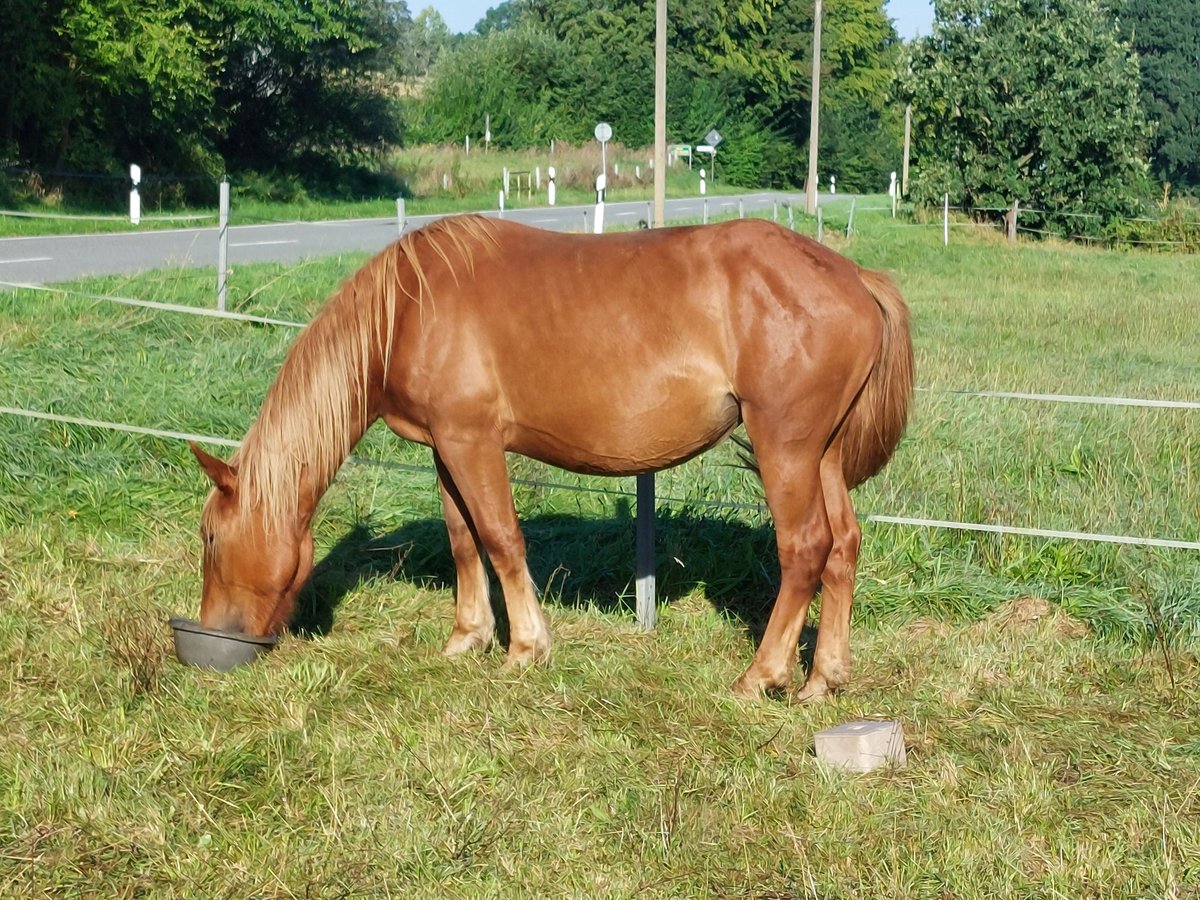 Noriker Jument 3 Ans 160 cm Bai in Trendelburg