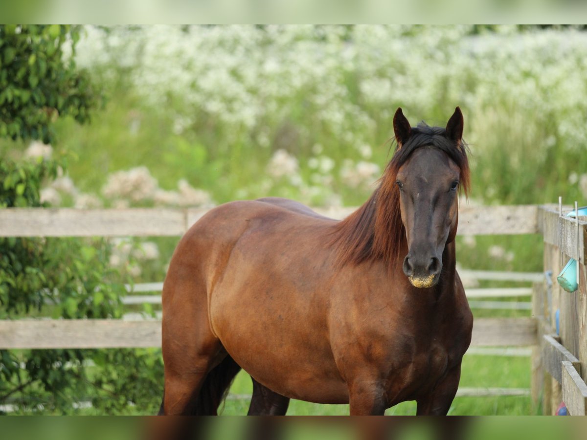 Noriker Jument 3 Ans 160 cm Noir in Waldshut-Tiengen