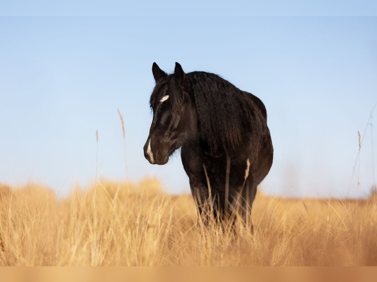 Noriker Jument 3 Ans 163 cm Noir in Rellingen