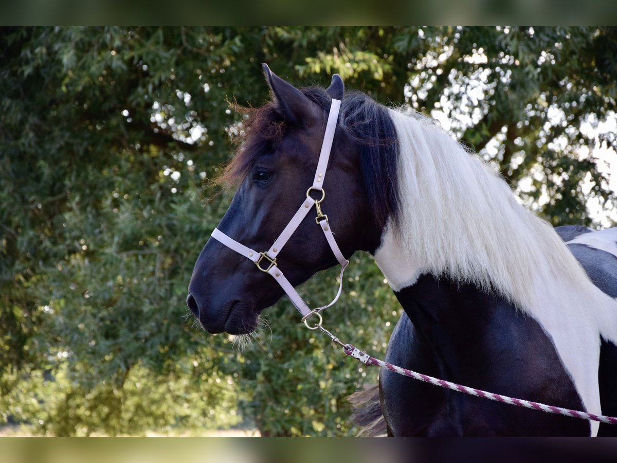 Noriker Jument 3 Ans 165 cm Pinto in Großräschen