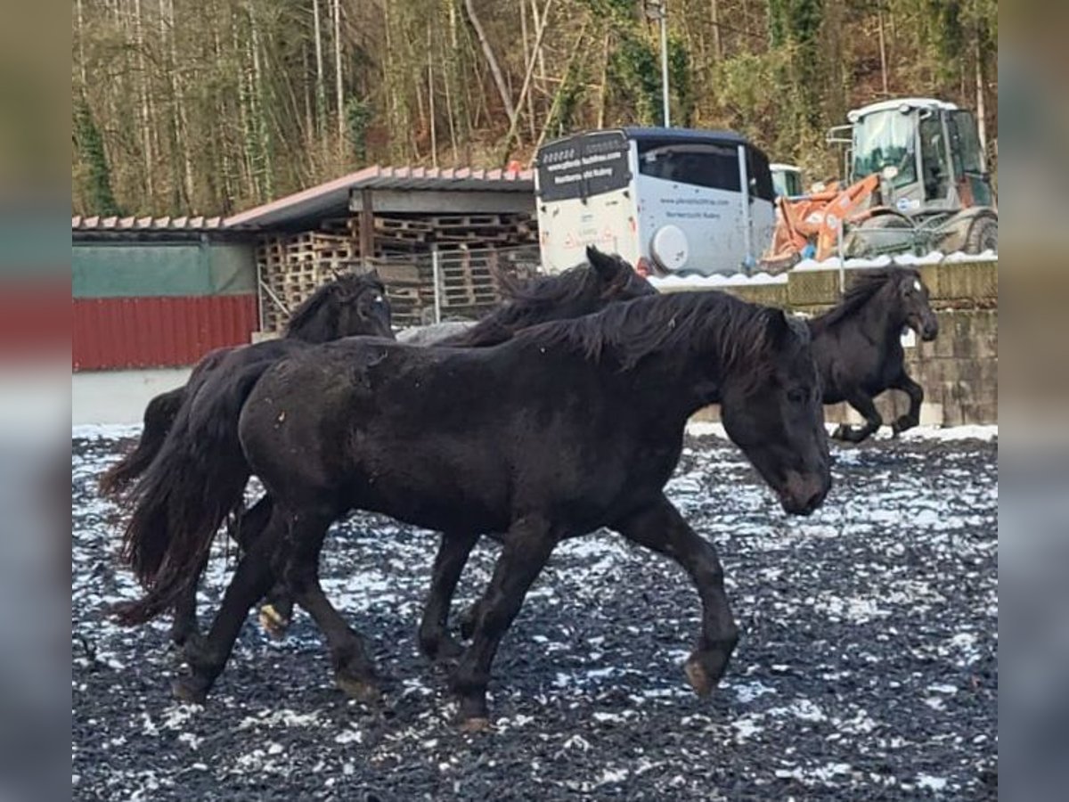 Noriker Jument 3 Ans 167 cm Noir in Küßnach