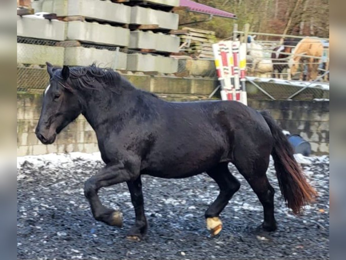 Noriker Jument 3 Ans Noir in Küßnach