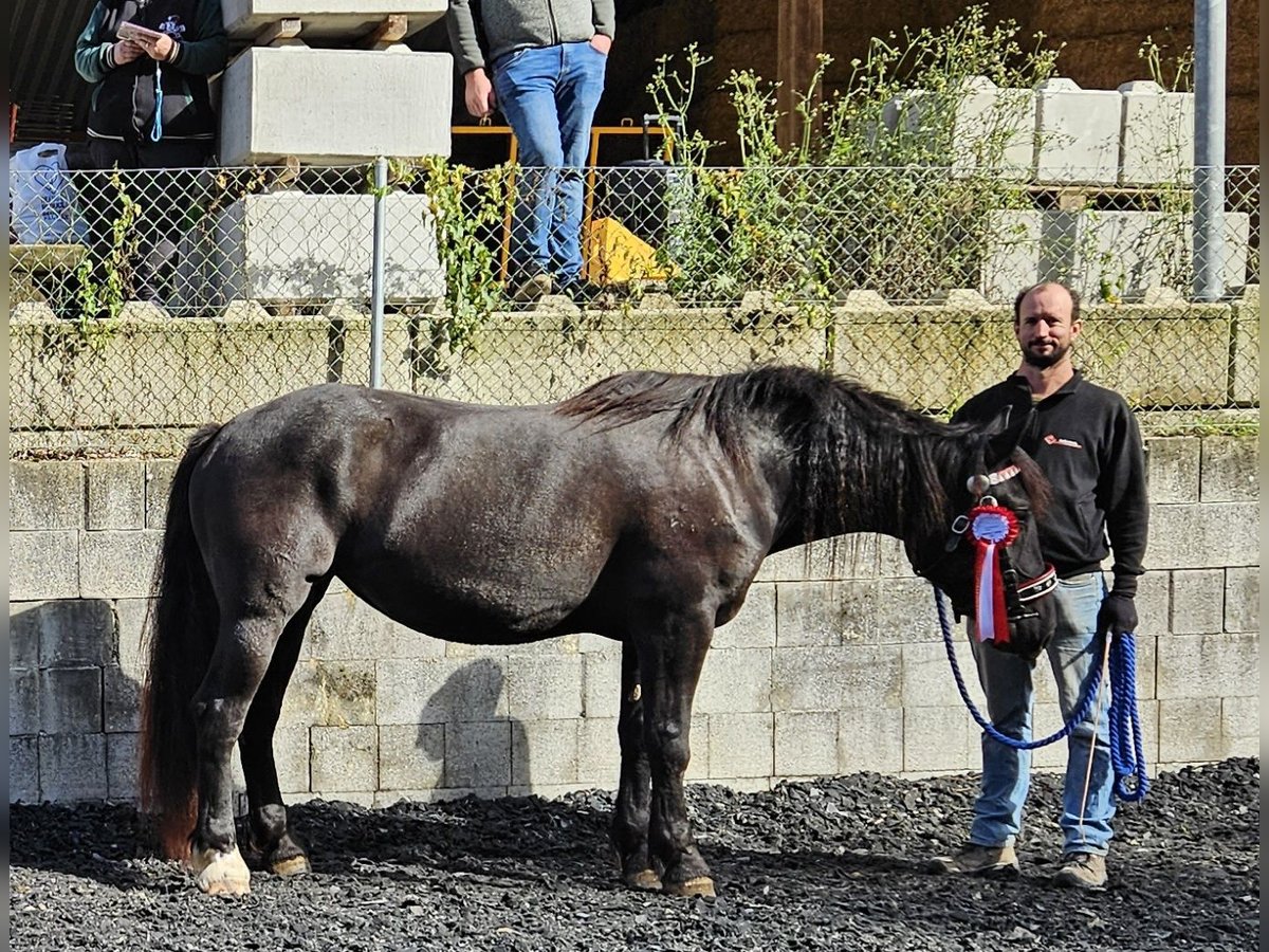 Noriker Jument 3 Ans Noir in Küßnach