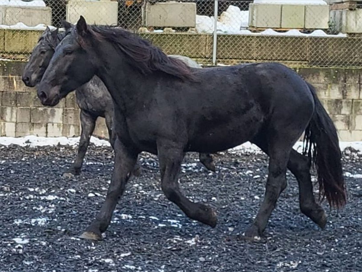 Noriker Jument 3 Ans Noir in Klettgau