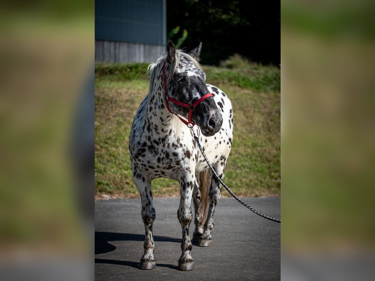 Noriker Jument 4 Ans 155 cm Léopard in Seckach