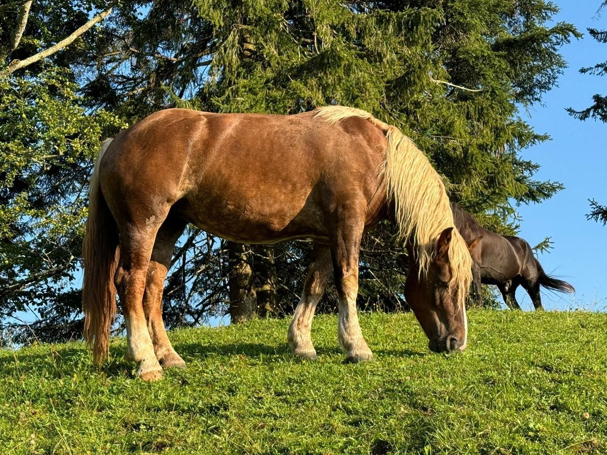 Noriker Jument 4 Ans 162 cm Alezan brûlé in Scheidegg