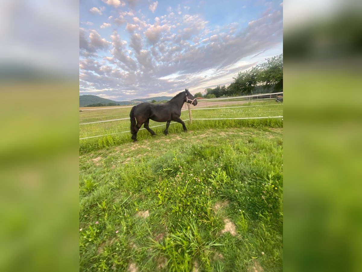 Noriker Jument 4 Ans 165 cm Bai brun foncé in Laufenburg