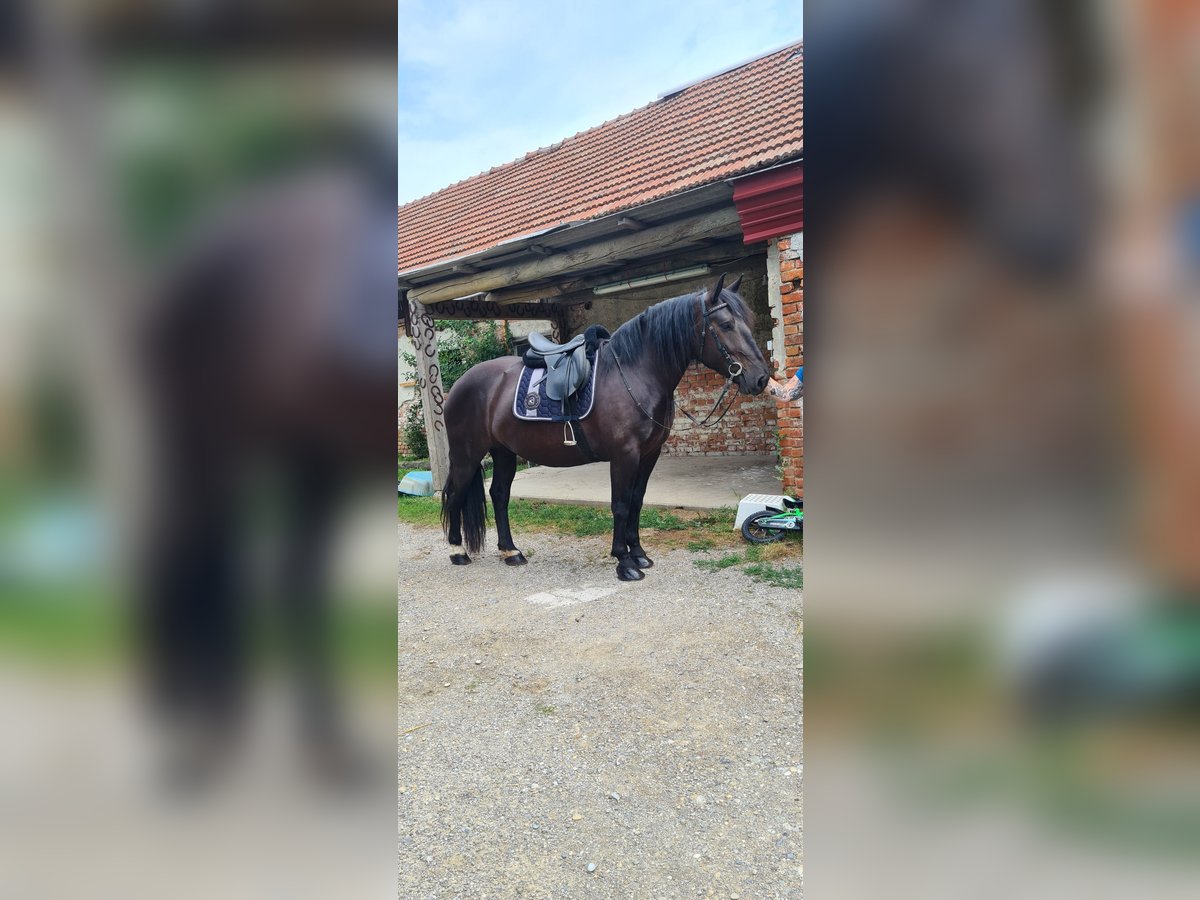 Noriker Jument 4 Ans 165 cm Noir in Böheimkirchen