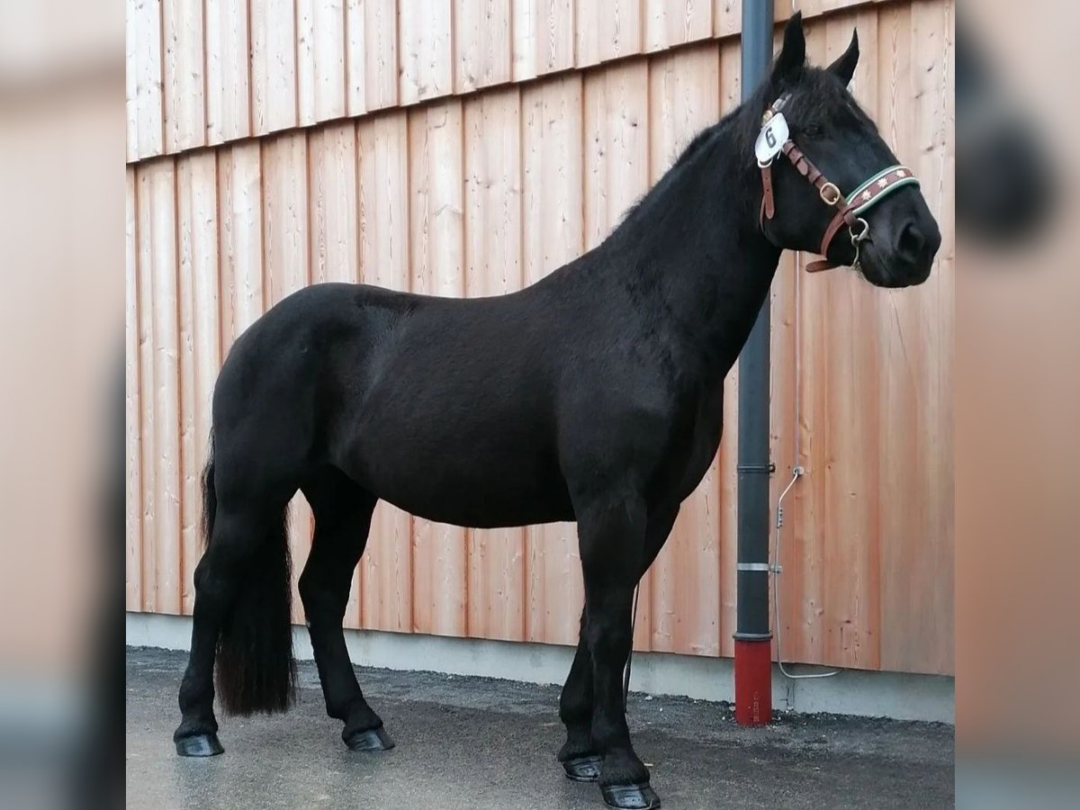 Noriker Jument 6 Ans 164 cm Noir in Schwoich