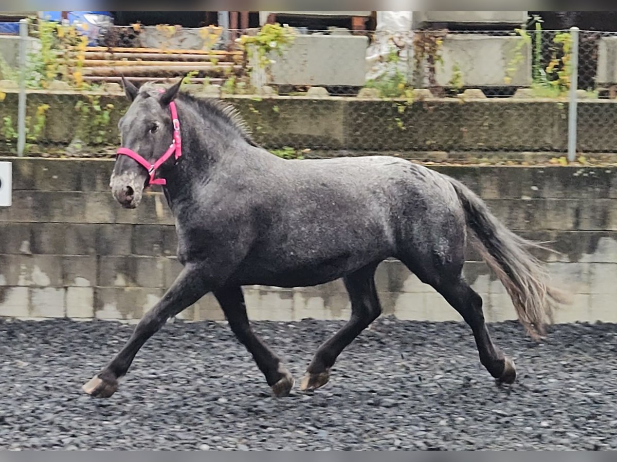 Noriker Jument 7 Ans in Küssaberg