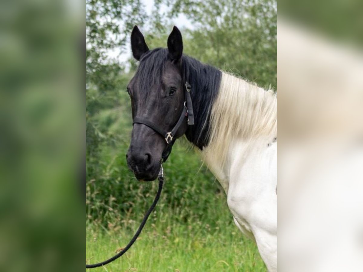 Noriker Jument 8 Ans 160 cm Pinto in Kraiburg am Inn