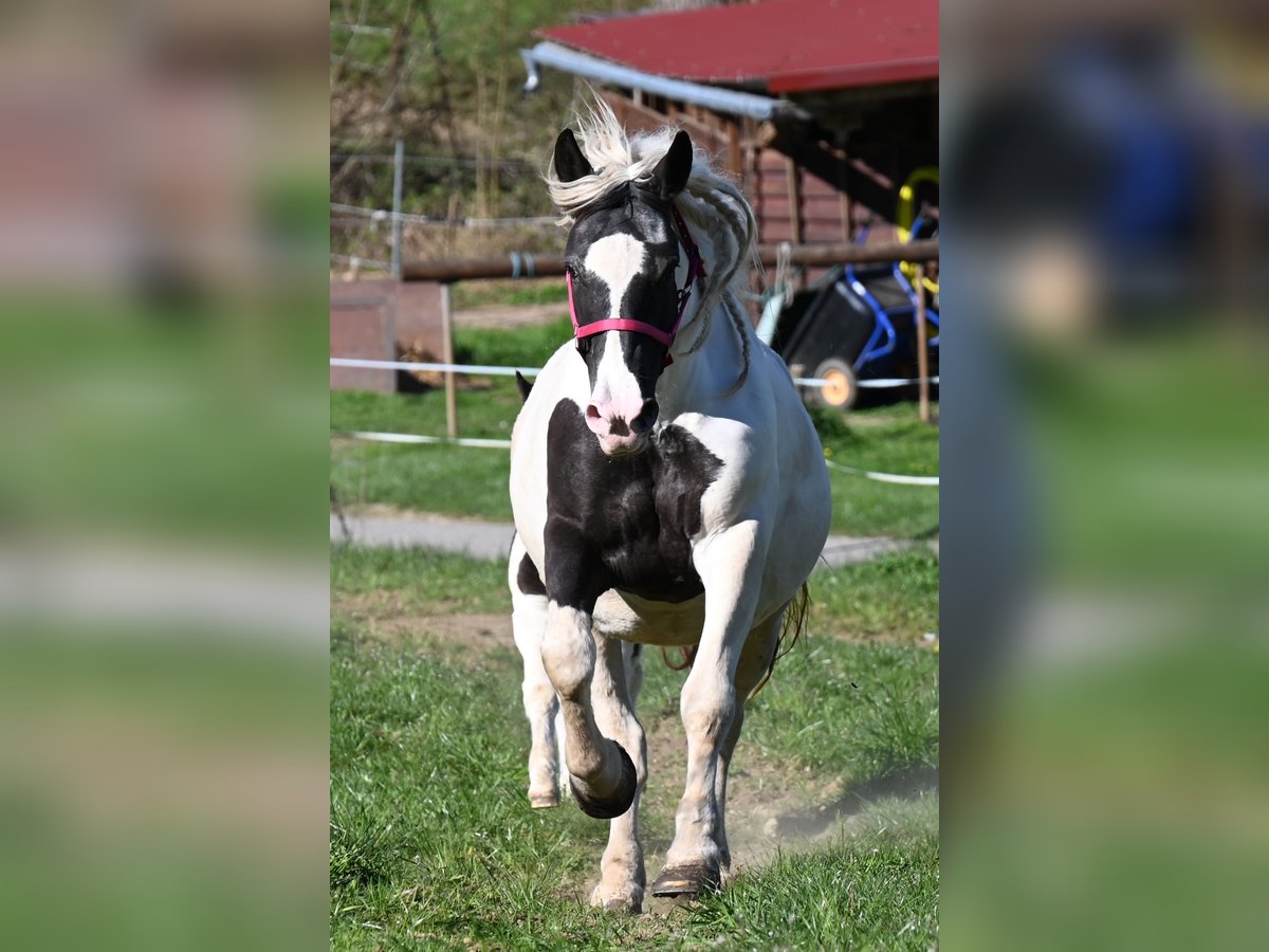 Noriker Jument 8 Ans in Klettgau