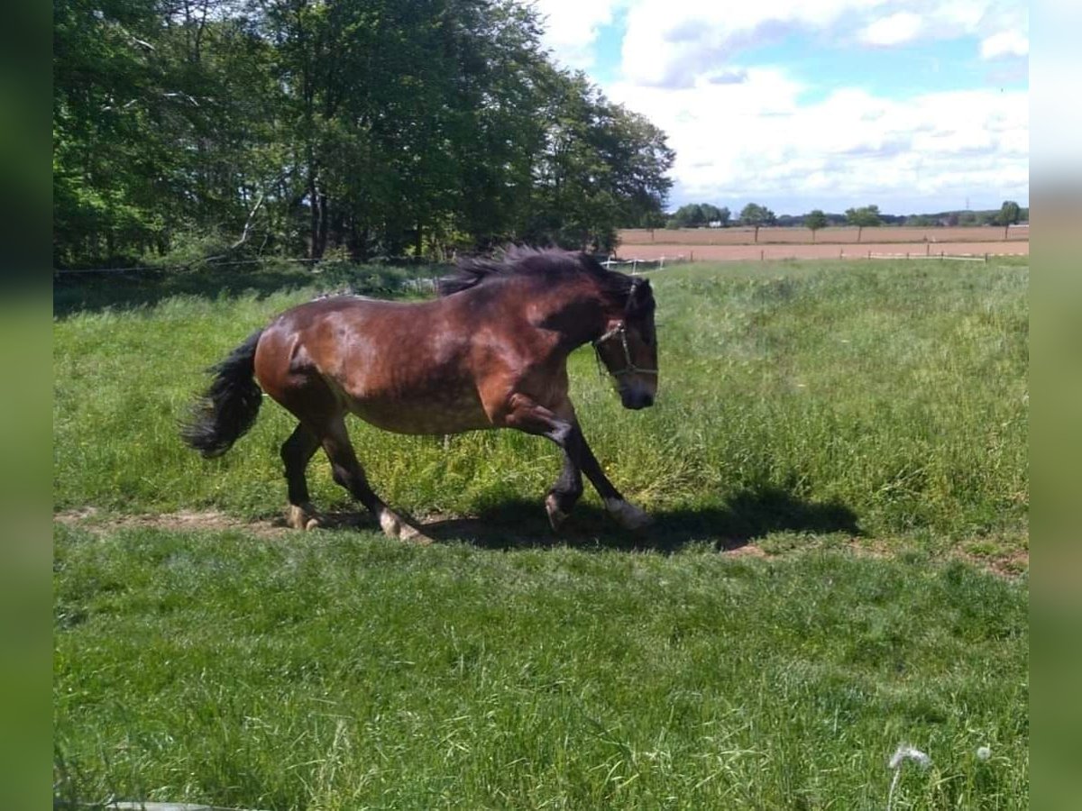 Noriker Jument 9 Ans 163 cm Bai in Viersen