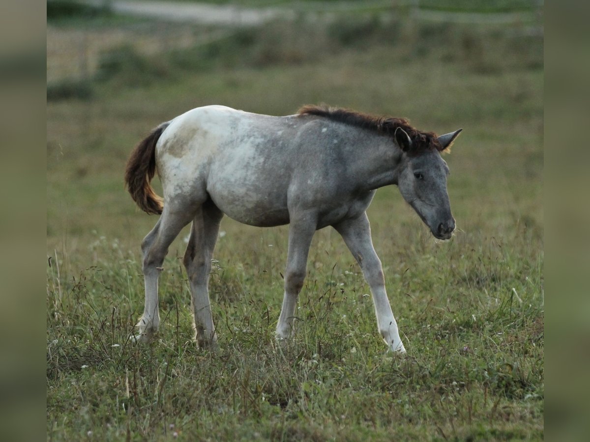 Noriker Jument Poulain (05/2024) 160 cm Léopard in Waldshut-Tiengen