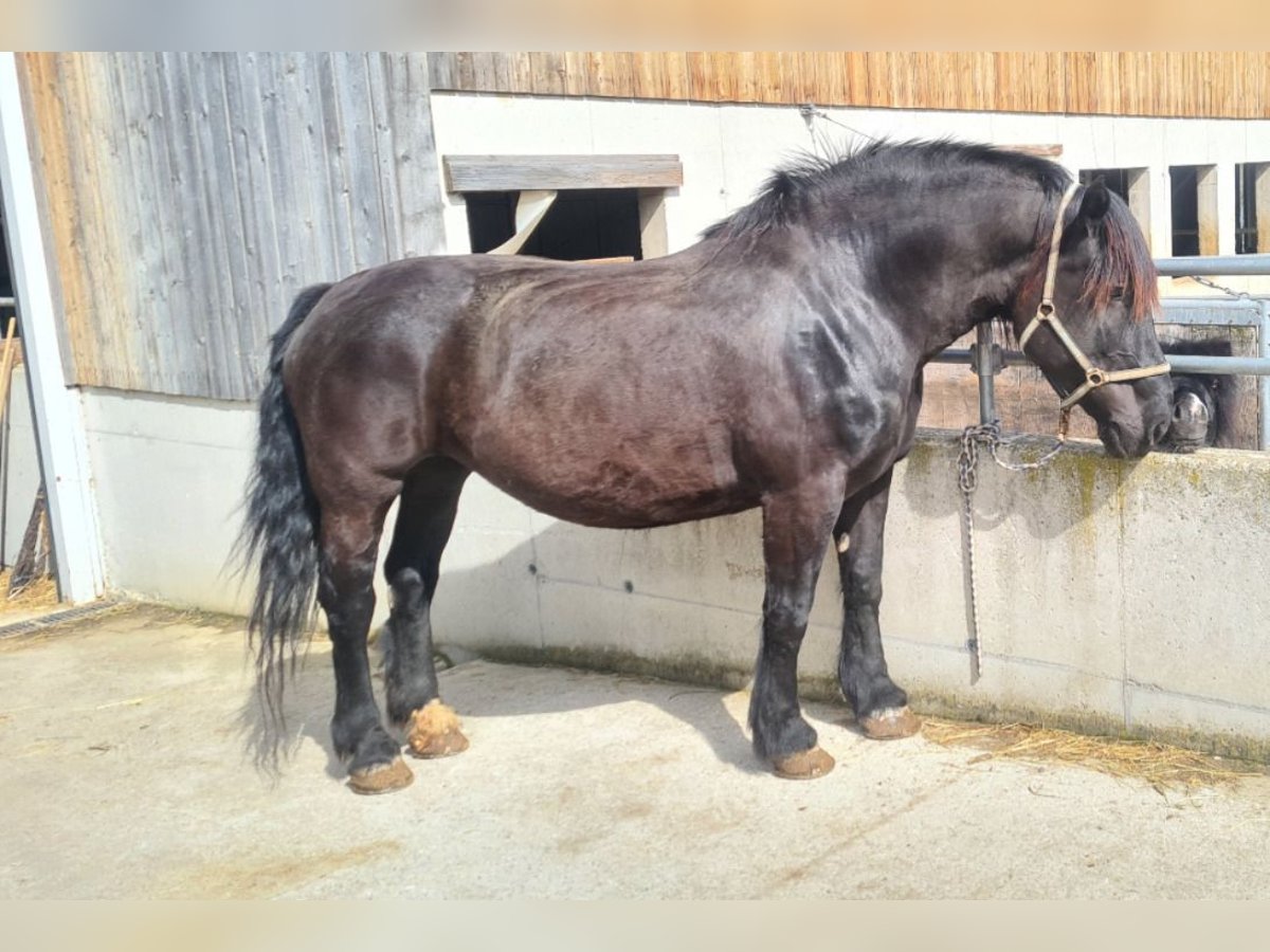 Noriker Klacz 12 lat 165 cm Kara in Weitersfeld Noriker Klacz 12 lat 165 cm Kara in Weitersfeld