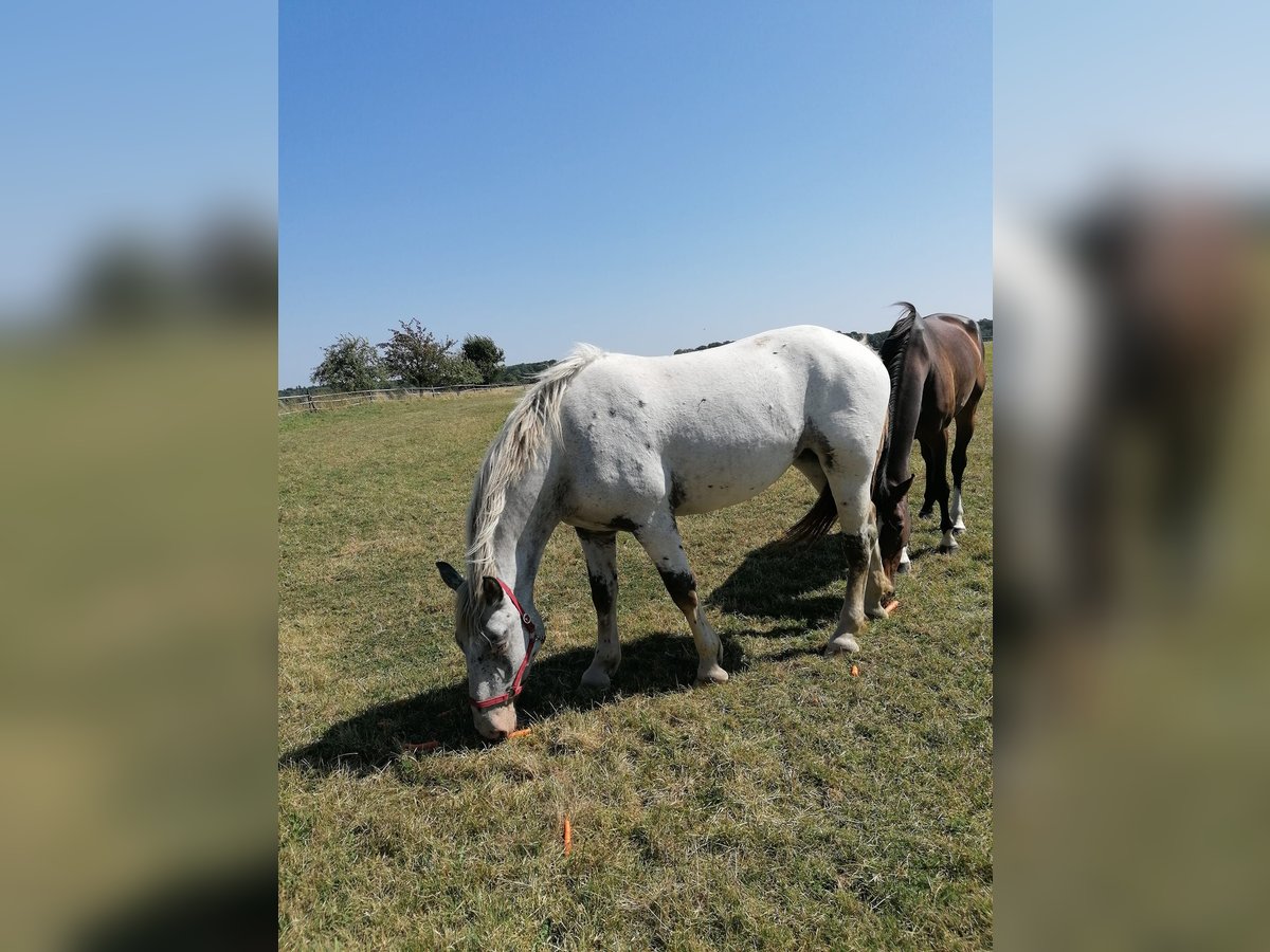 Noriker Klacz 2 lat Siwa in Schrozberg