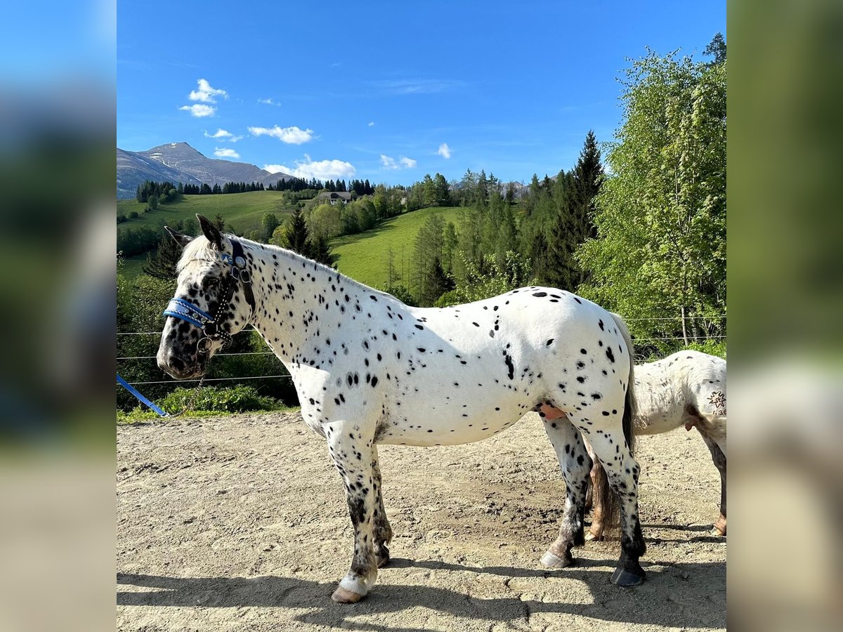 Noriker Klacz 4 lat 163 cm Tarantowata in Murau