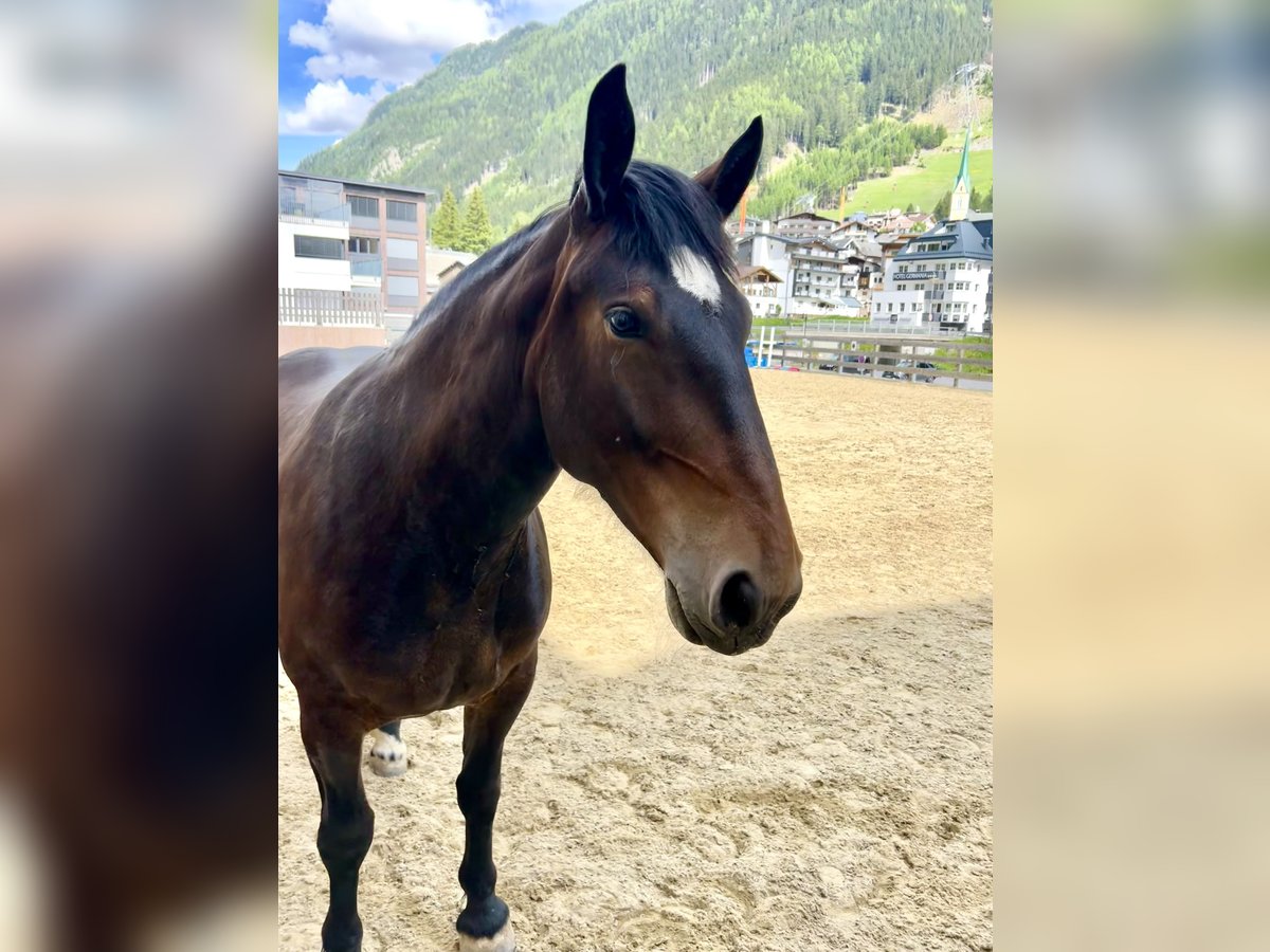 Noriker Klacz 5 lat 156 cm Gniada in Ischgl