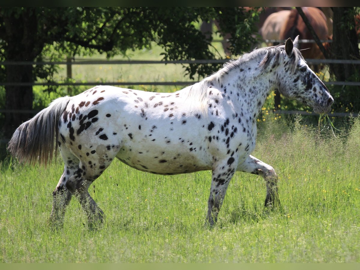 Noriker Klacz 7 lat 157 cm Tarantowata in Waldshut-Tiengen
