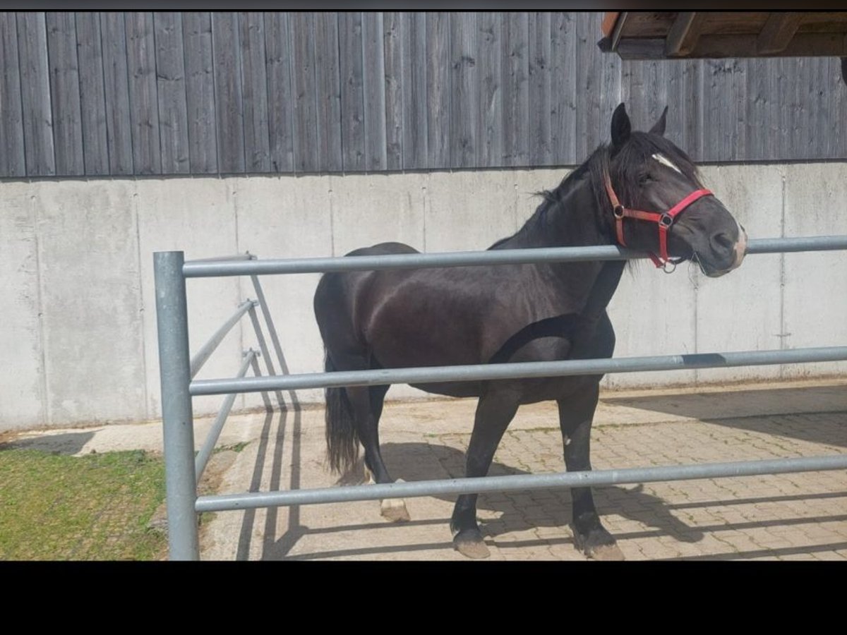 Noriker Klacz 7 lat Kara in Innerberg