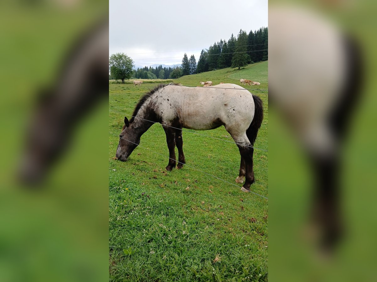 Noriker Klacz Źrebak (03/2025) Tarantowata in Zeutschach