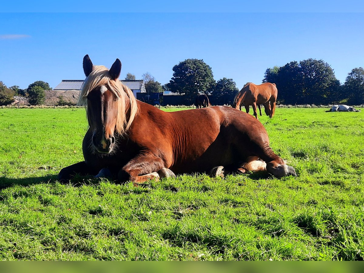 Noriker Mare 10 years 15,2 hh Chestnut-Red in Aurich Wiesens
