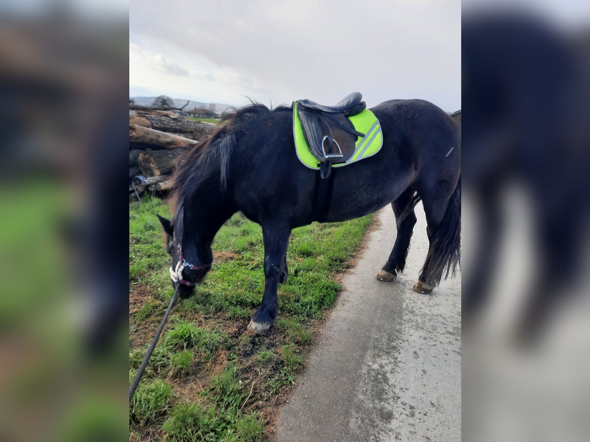 Noriker Mare 10 years 16 hh Black in Wiesmannsreith