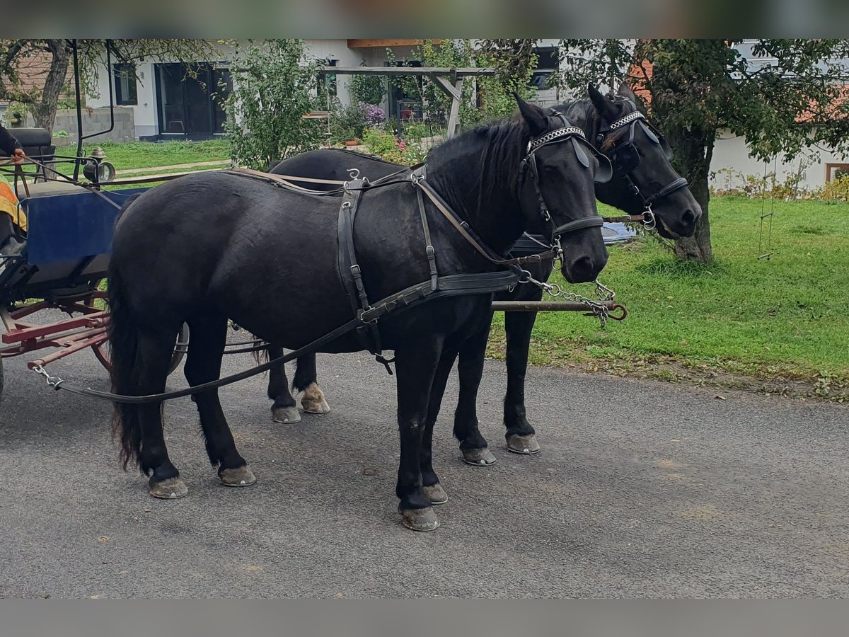 Noriker Mare 10 years 16 hh Black in Weitersfeld