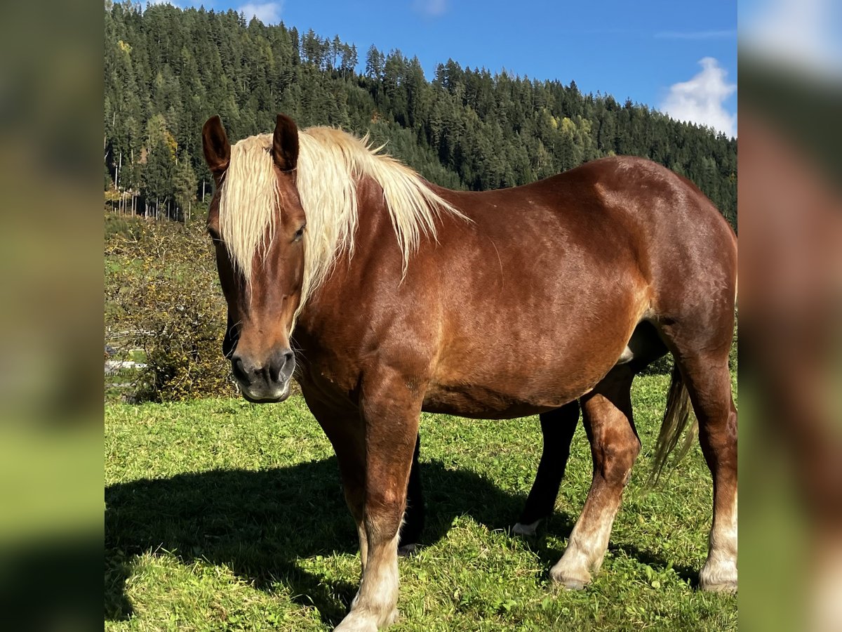 Noriker Mare 10 years 16 hh Chestnut-Red in St. Georgen