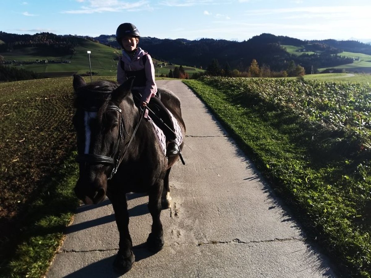 Noriker Mare 11 years 15,2 hh Black in Wasen im Emmental