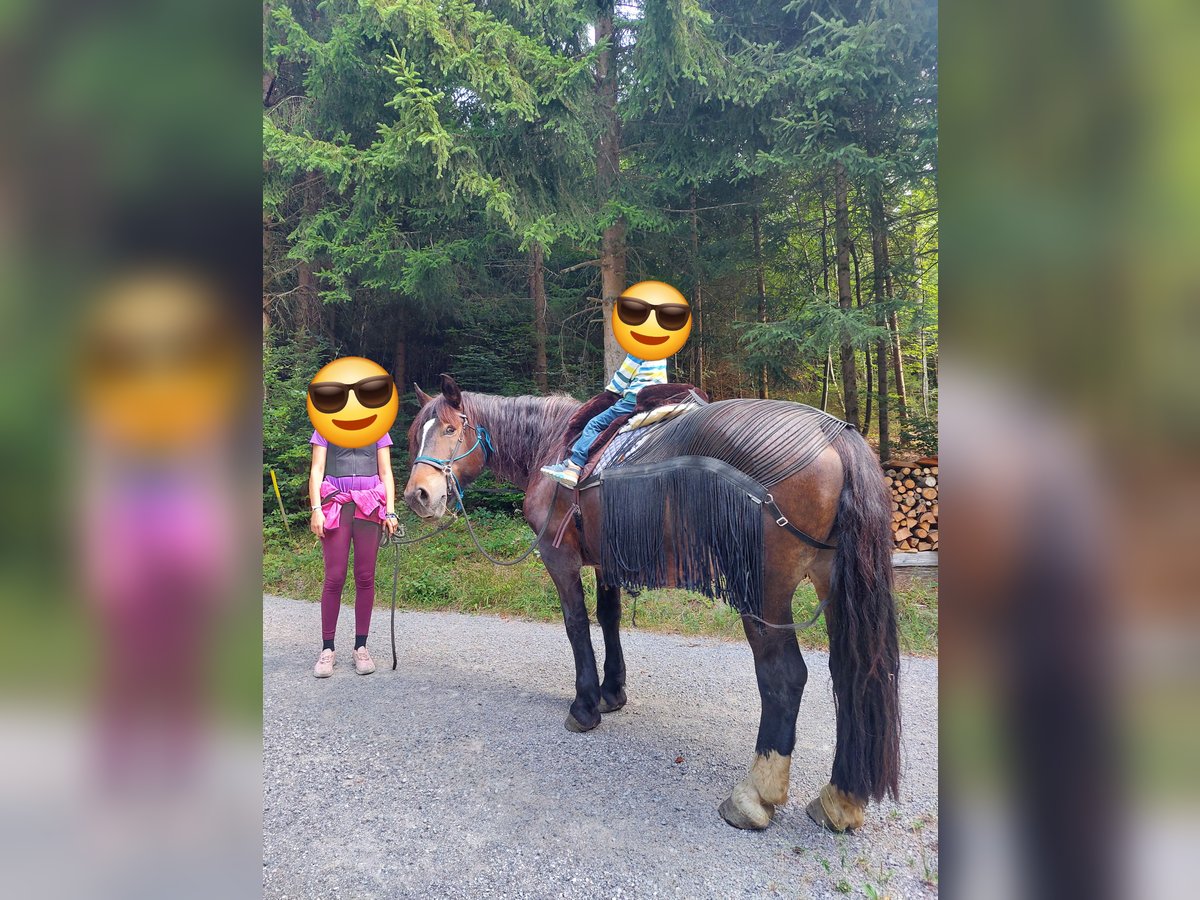 Noriker Mare 12 years 15,2 hh Brown in Innerberg