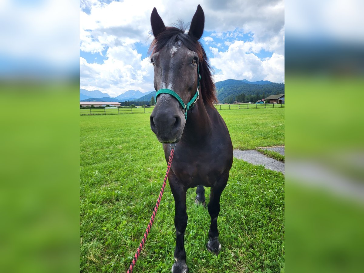 Noriker Mare 14 years 15,3 hh Black in Wallgau