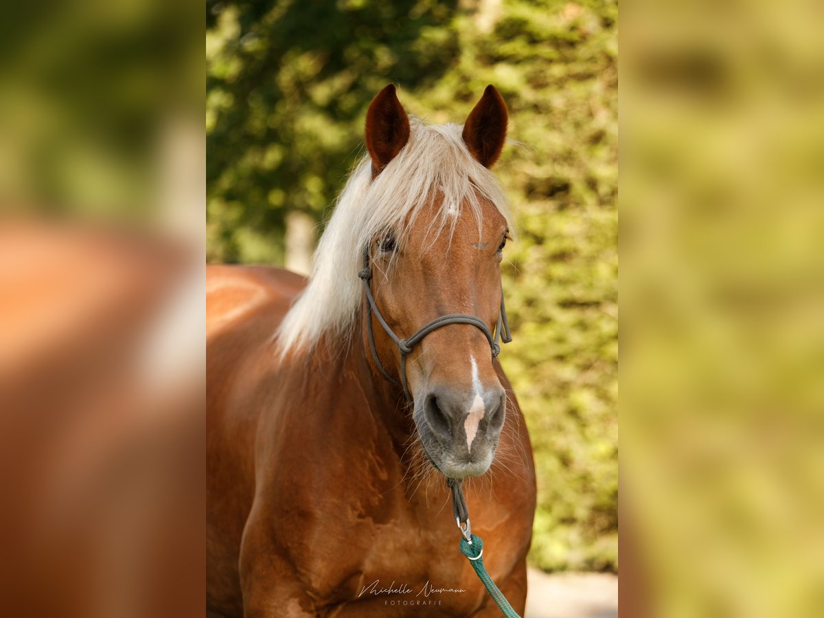 Noriker Mare 14 years 16 hh Chestnut in Varrel