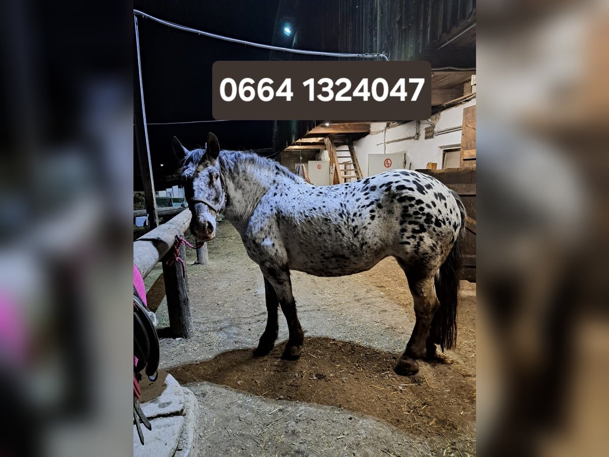 Noriker Mare 15 years Leopard-Piebald in Obertilliach