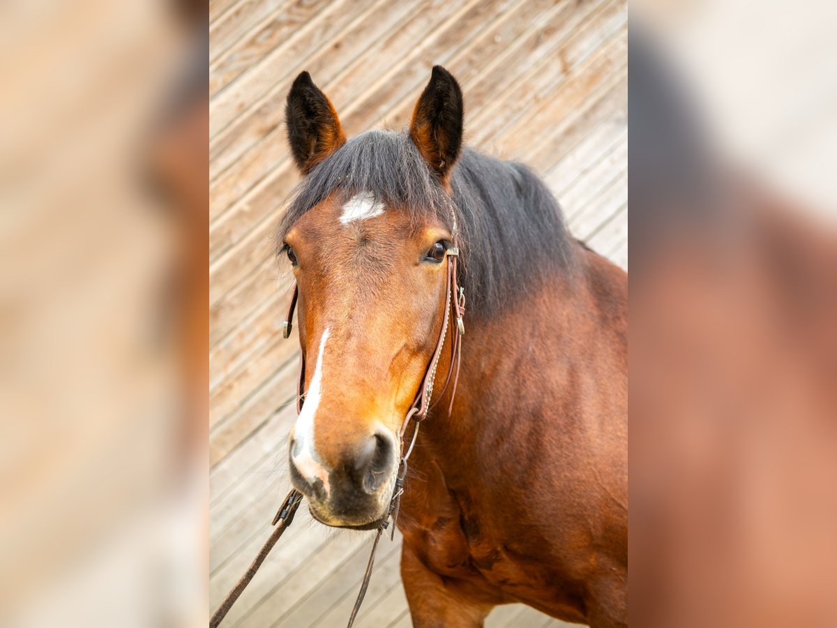 Noriker Mare 16 years 15,1 hh Brown in Pramet