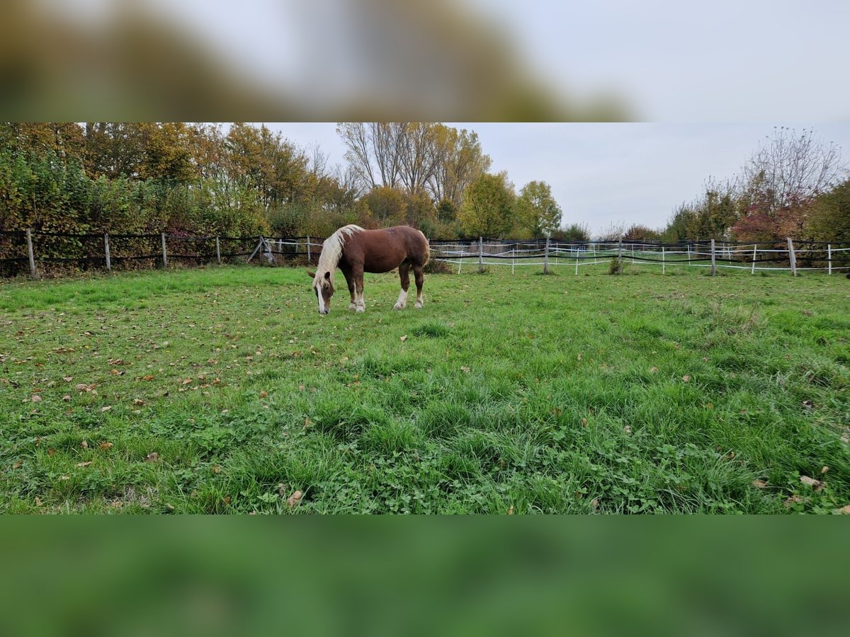 Noriker Mare 19 years 15,2 hh Chestnut-Red in Bodenheim