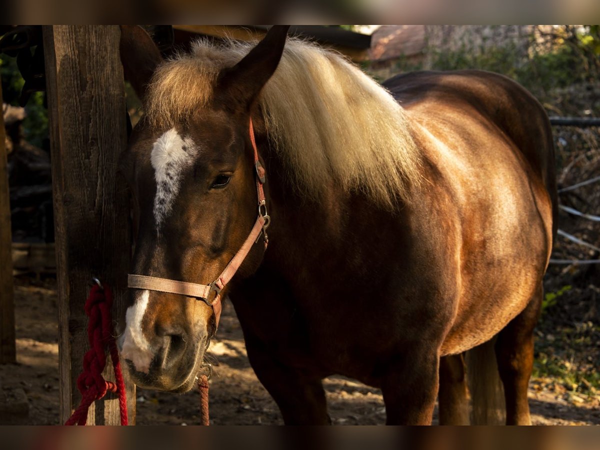 Noriker Mare 19 years 15,3 hh Chestnut-Red in Wien, Leopoldstadt