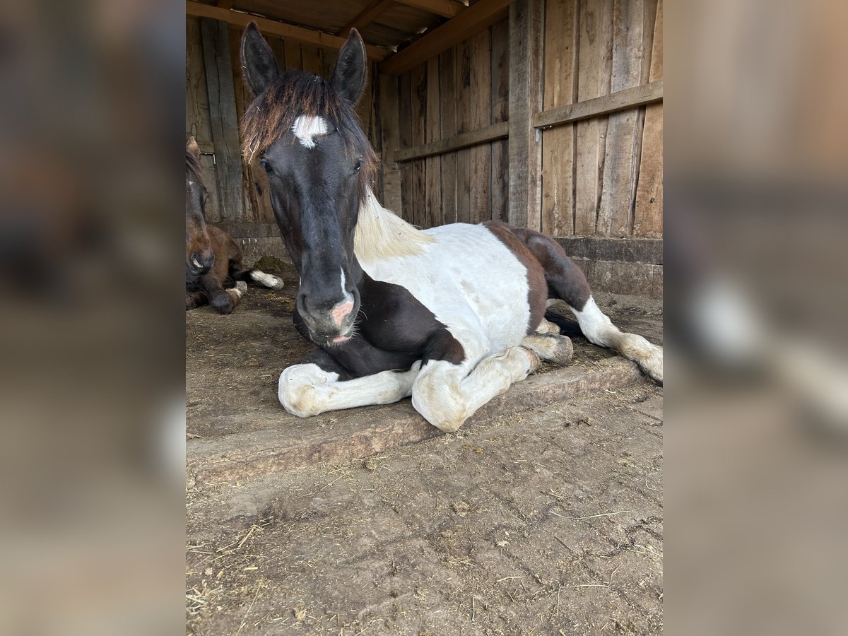 Noriker Mare 1 year 14 hh in Schwabsoien