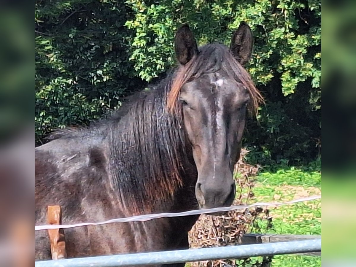 Noriker Mare 1 year 15,1 hh Black in Sierning