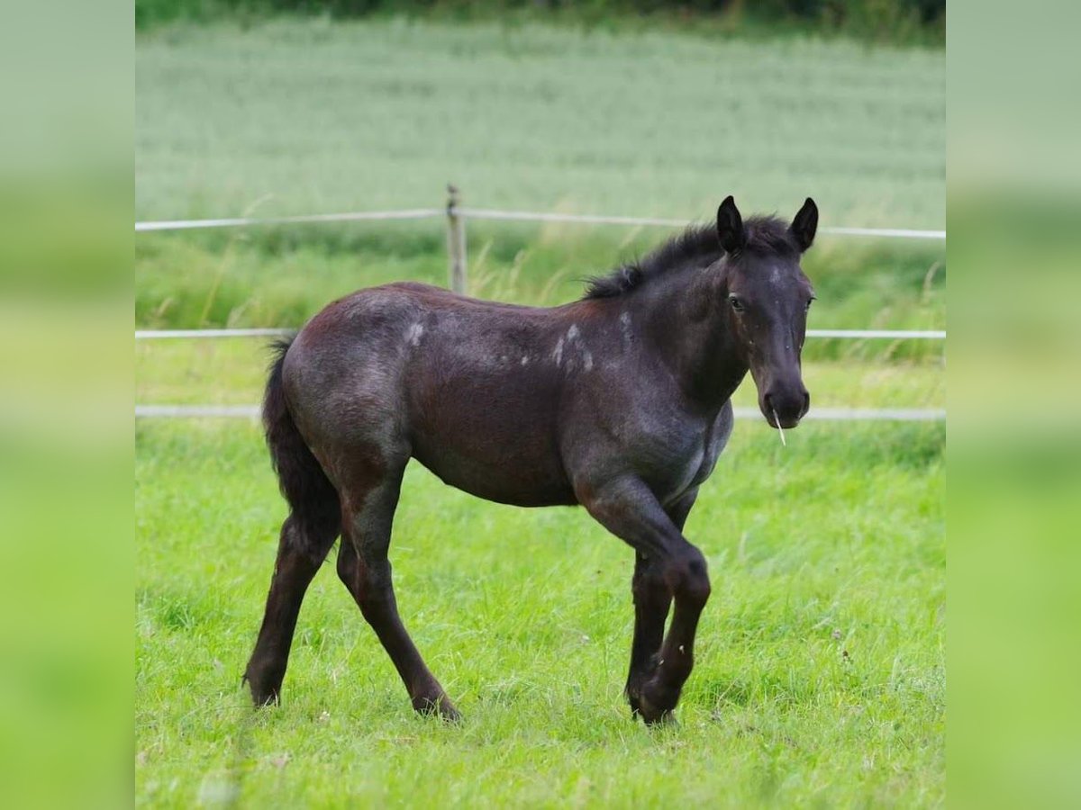 Noriker Mare 1 year 15,2 hh Gray-Blue-Tan in Immensee