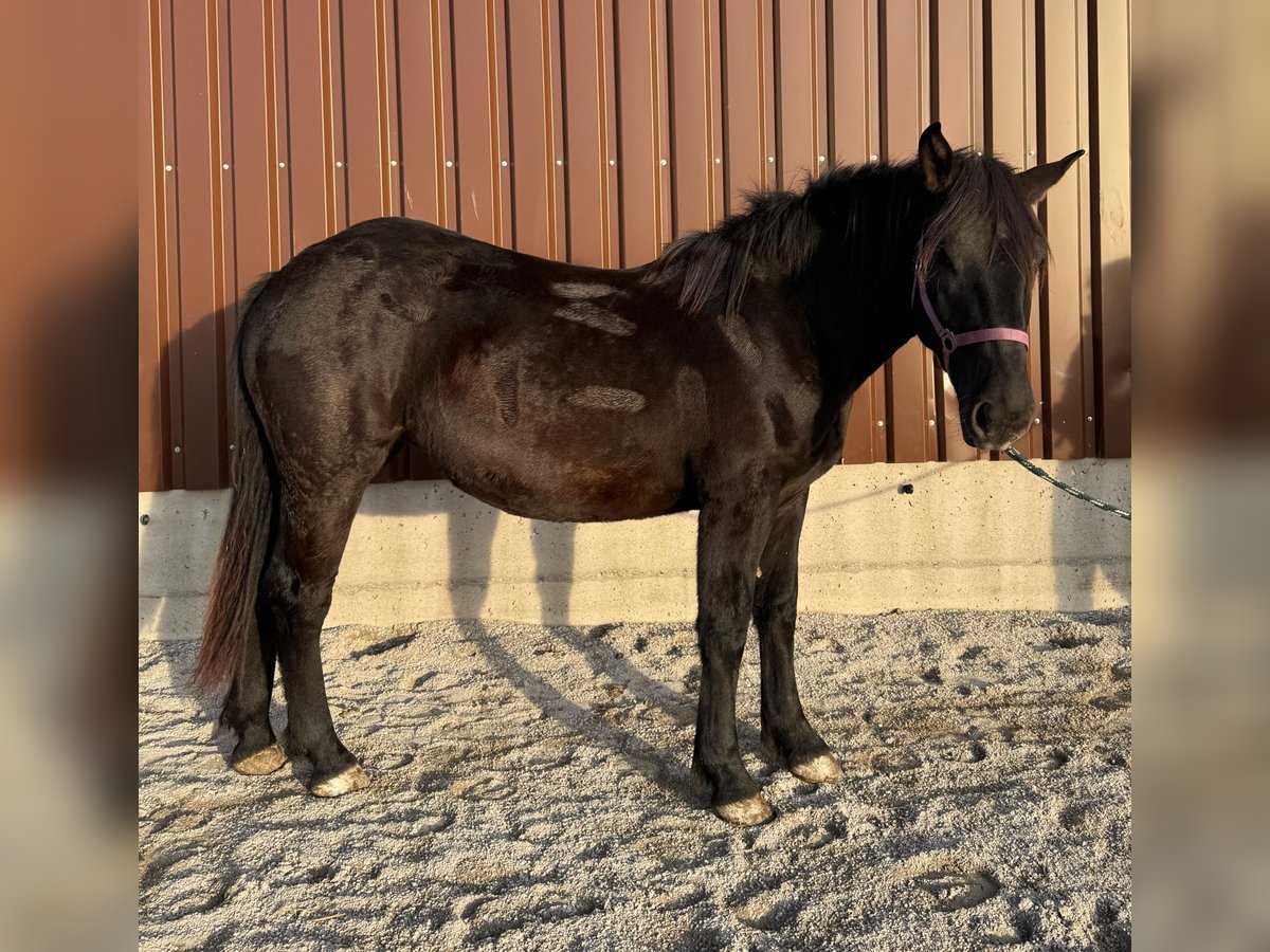 Noriker Mare 1 year Black in Neumarkt