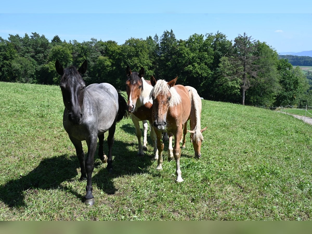 Noriker Mare 1 year Brown Falb mold in Klettgau