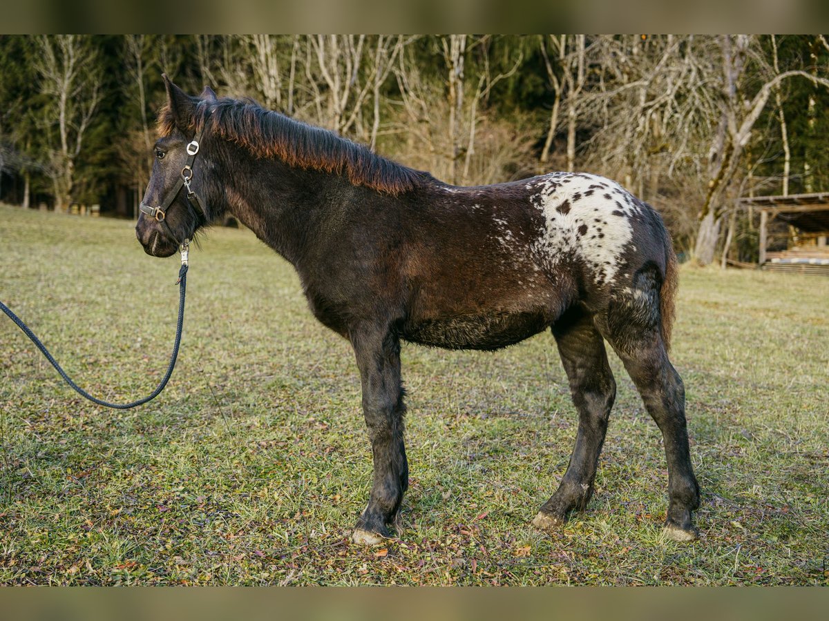 Noriker Mare 1 year Leopard-Piebald in Hermagor